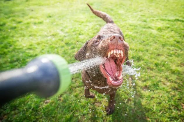 thirsty dog