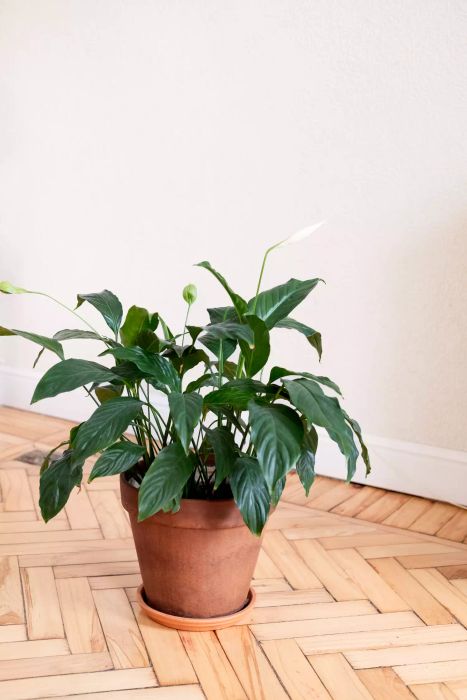 An indoor flower featuring large, dark green leaf blades.