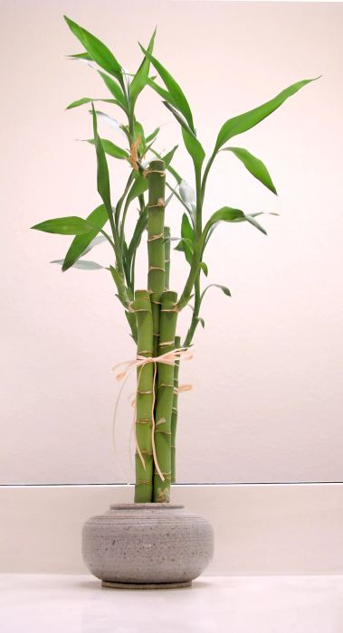 Lucky Bamboo shoots displayed in front of a mirror
