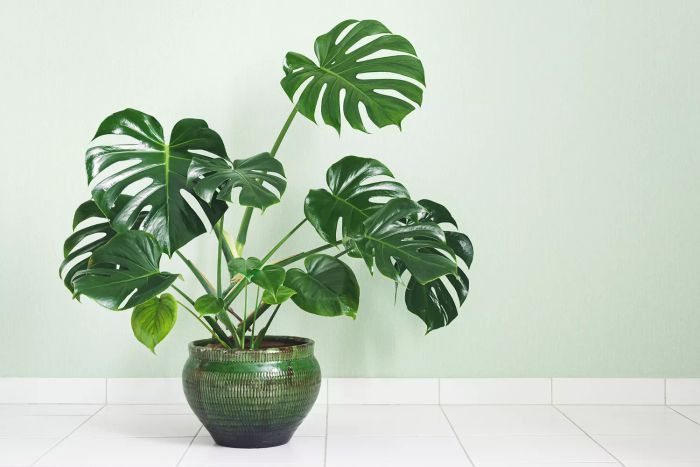monstera-plant-Mytour-GettyImages-1371362239
