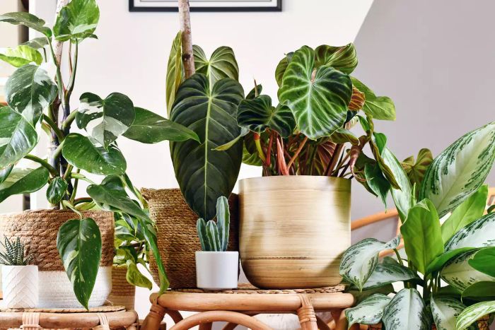houseplants-that-bring-you-good-luck-in-the-new-year-GettyImages-1403237341