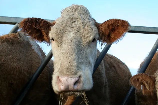 mad cow