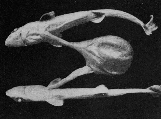 mutant fish