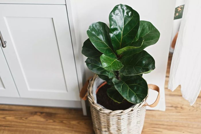 Indoor fiddle leaf fig