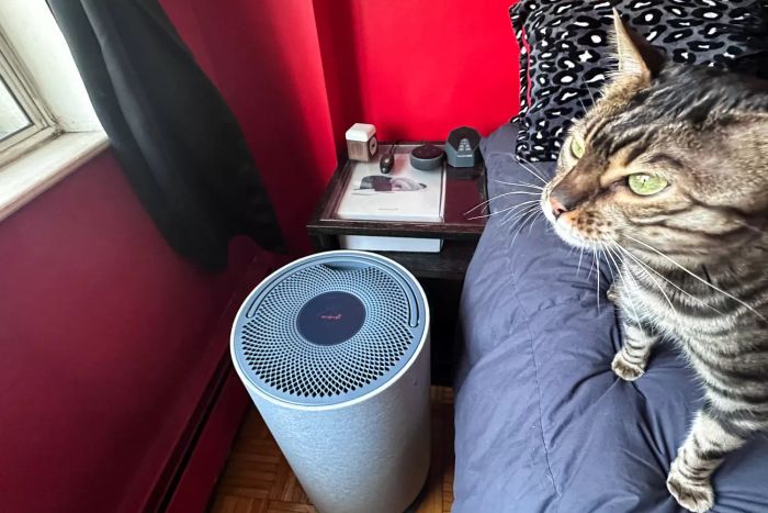 A cat resting near the Orsani Mod+ Hepa Air Filter
