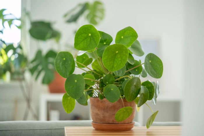 Pilea peperomioides in a clay pot, showcasing a lush bush with multiple Chinese money plants on a table at home. A decorative houseplant enhancing the interior, representing the indoor garden concept.
