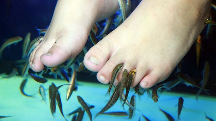 Fish Pedicures: A Trend Worth Rethinking