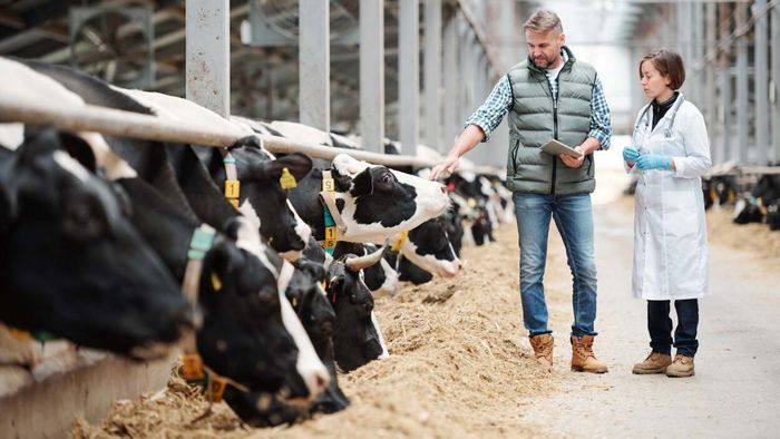 Myth: Chocolate milk is produced to cover up the blood from sick cows