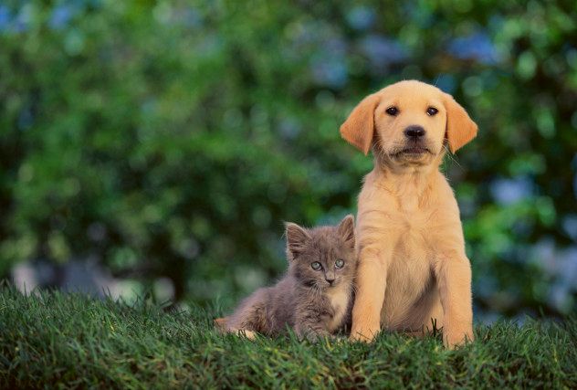 8 Pets 2