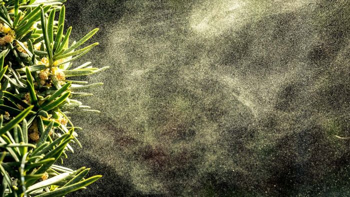 Why allergy season seems to be getting longer every year