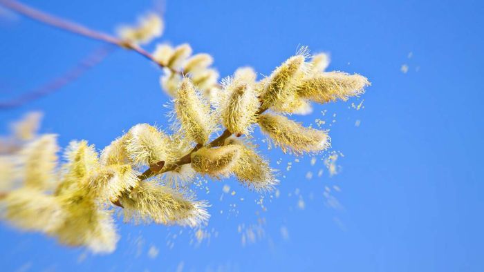 Anti-Allergy Face Wipes Are Essentially Useless, But Not Completely