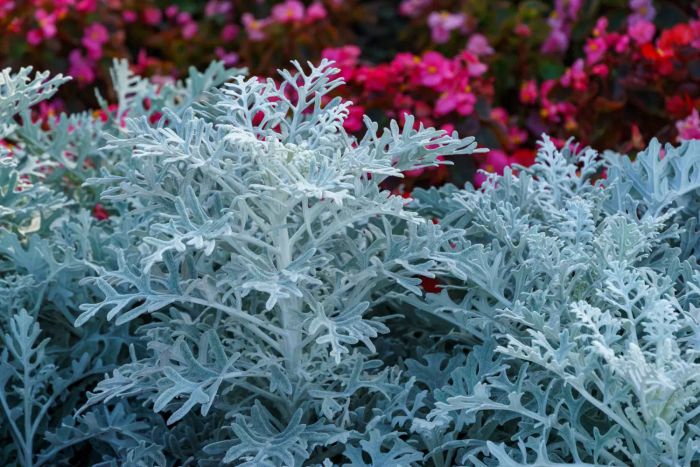 Dusty Miller plant
