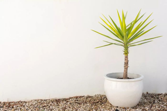 Yucca Plant