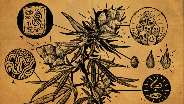 How to Identify Low-Quality Weed