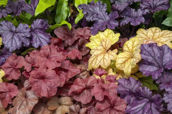 Heuchera Plant