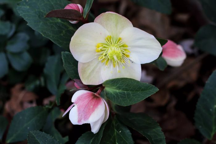 Hellebore Plant
