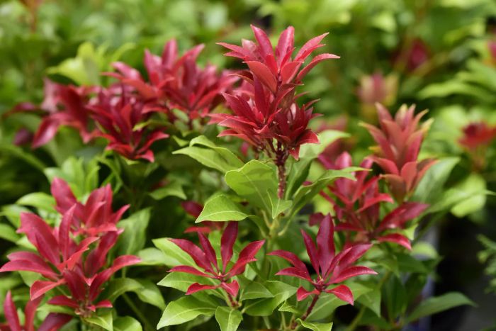 Pieris japonica