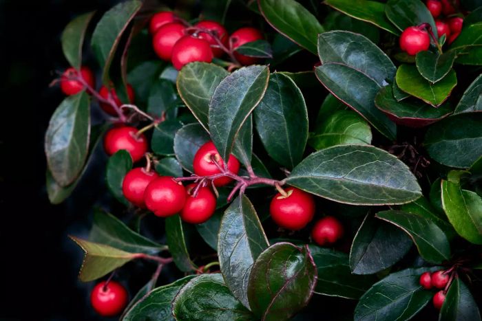 Wintergreen Plant