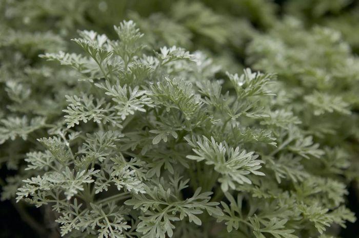 Artemisia 'Powis Castle' Plant