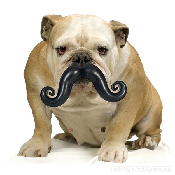 Doggie Mustache