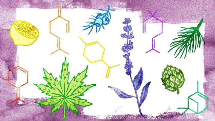 What are terpenes in cannabis, and why should they matter to you? You’ve likely encountered the term “terpenes” more than once if you’ve been using cannabis long enough to examine product labels or trust a knowledgeable budtender. But what exactly are these compounds, and why are they worth considering when choosing your cannabis? Don't think terpenes are exclusive to weed—these aromatic chemicals are found in nearly everything. Lavender, roses, gasoline, and turpentine all contain terpenes. Whether it's the refreshing mint of toothpaste or the complex aroma of fine red wine, terps guide our sense of smell. They are responsible for both natural and synthetic fragrances, found in foods, drinks, personal care items, and more.