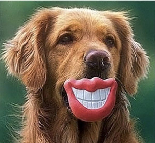 Dog with Grinning Lips
