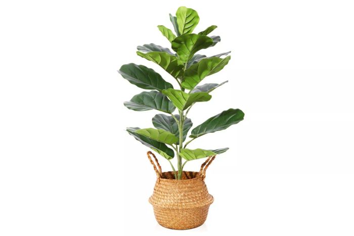 Primrue Adcock Artificial Fiddle Leaf Fig Plant