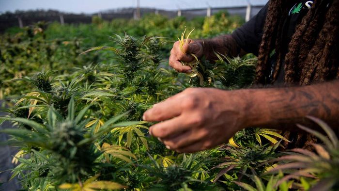 For those new to the world of legal cannabis, it's easy to feel overwhelmed by the multitude of terms and options available. Gone are the days when you simply made do with whatever your regular source had on hand. Today, purchasing weed can be as complicated—or as simple—as you want it to be. For those not deeply familiar with cannabis, browsing a dispensary menu can feel like navigating through an entire jungle of choices, with much more to consider than just whether it's indica or sativa. True cannabis enthusiasts know that even small details, like how the weed was cultivated, can have a big impact. However, the distinctions between indoor, outdoor, and sun-grown cannabis may not matter much to newcomers or even seasoned users suddenly faced with too many choices.