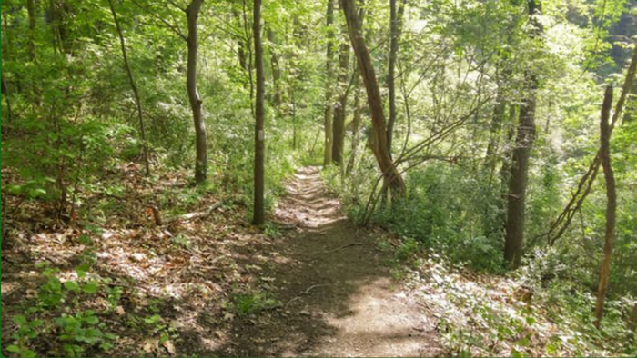 A trail weaving through the forest