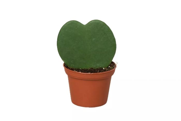 Mental Houseplants Hoya Sweetheart