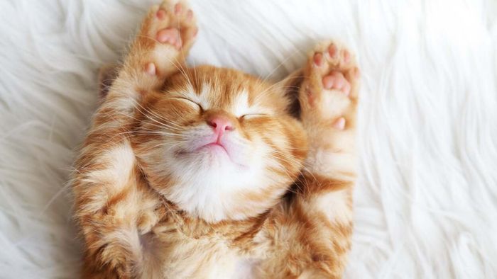 A cat resting peacefully.