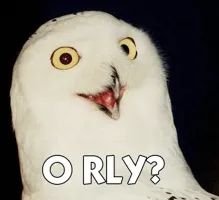 Orly Owl