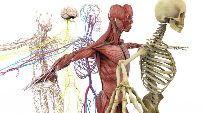 14 Surprising Facts About the Human Body You Likely Never Knew