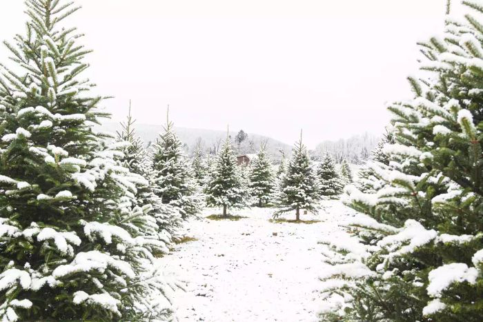 Reasons to Choose a Real Christmas Tree