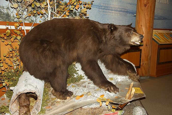 File:Black Bear (Ursus americanus).jpg