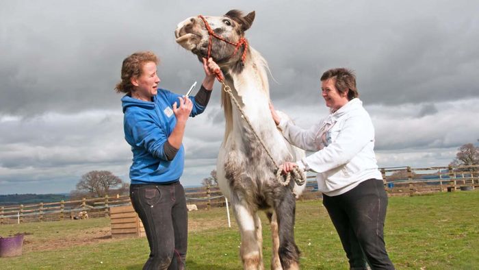 Two veterinarians struggle to administer a routine wormer shot to a resistant horse.