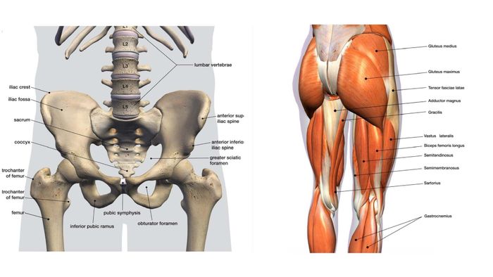 Anatomical diagrams of the pelvis (left) and the muscles of the hips and thighs (right).