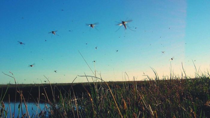 The secret to avoiding mosquitoes isn't in fancy gadgets or sprays, but in two simple solutions that actually work.