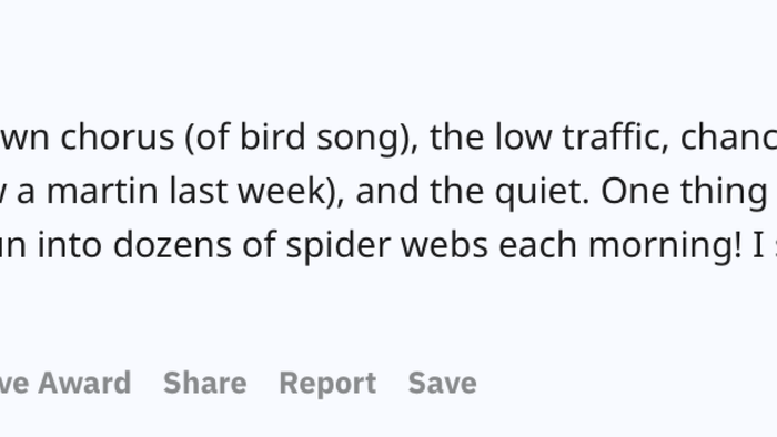 I enjoy the symphony of birdsong at dawn, the minimal traffic, unexpected sightings of crepuscular animals (like the martin I spotted last week), and the serene atmosphere. The only downside is being the first on the trail, as I end up running through countless spider webs each morning. Still, it’s a small price to pay for all the benefits.