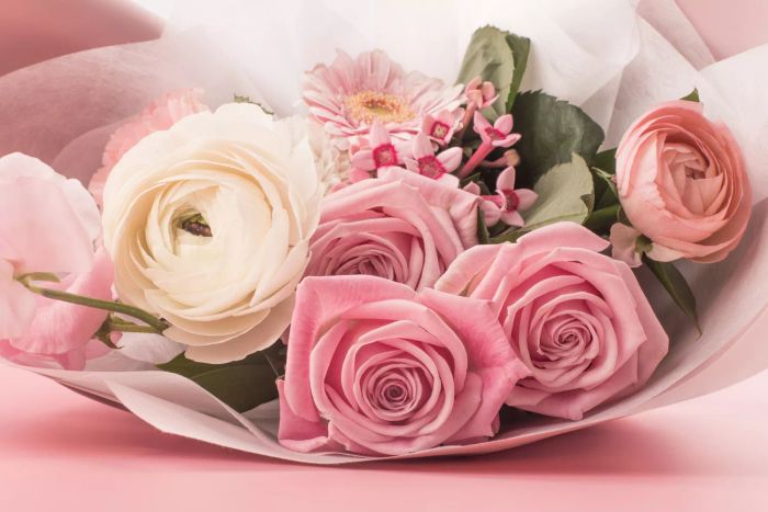 A soft pink rose in full bloom against a pale pink backdrop