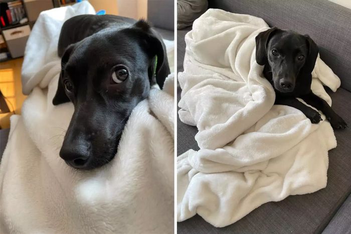 Zed Bedsure Twin XL Fleece Blanket Compared Side by Side