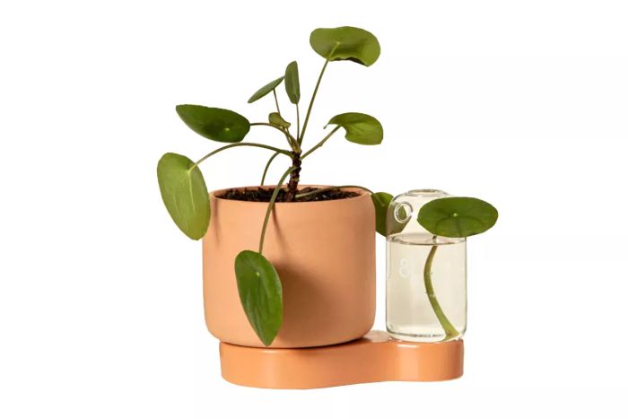 Uncommon Goods Self-Watering Planter and Propagation System is a convenient solution for plant care, helping to keep your plants hydrated effortlessly while also supporting propagation.