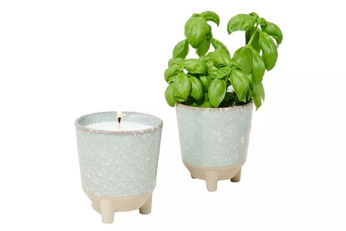 Sarah Burrows Glow and Grow Candle Grow Kit