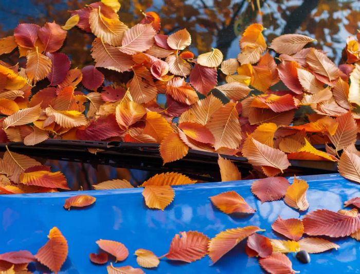 Dry brown oak leaves scattered across a car’s windshield and hood under sunny skies, captured in soft focus. A side view showcasing autumn foliage, symbolizing the season and its impact on vehicles.
