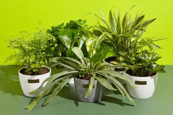Lively Root Subscription: Receive carefully curated plants each month that will add a refreshing touch to your living space.
