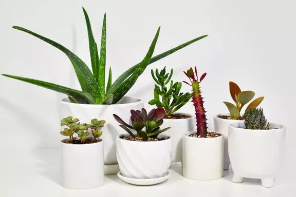 Succulent Studios Monthly Subscription Box: Explore a delightful variety of plant surprises delivered straight to your door every month.