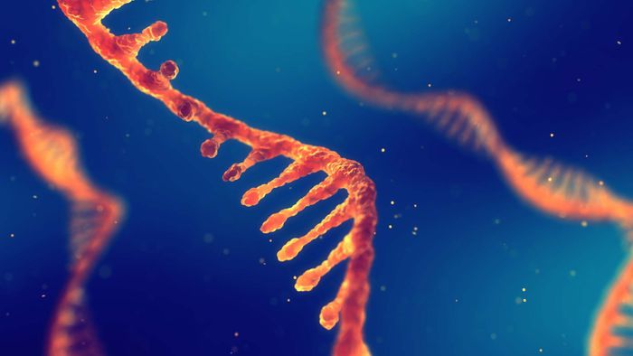 artist's conception of mRNA