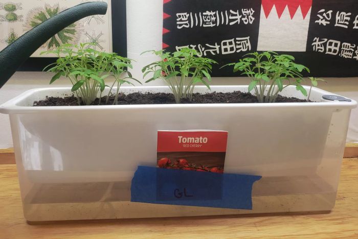 A tomato plant pot positioned under the Dymond BoostGro LED Grow Light.