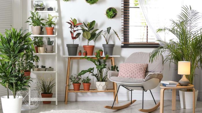 Add a Houseplant to Your Space for a Greater Sense of Control