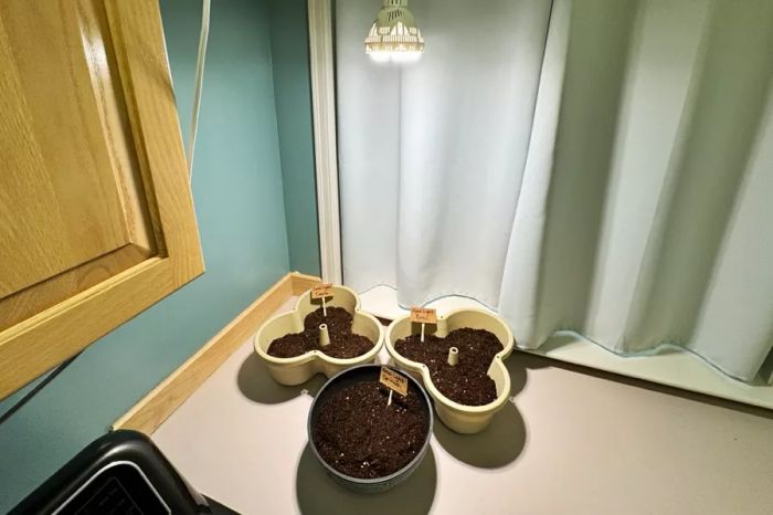 The Sansi Full Spectrum 24W Grow Light Bulb is positioned above plant bowls filled with soil.